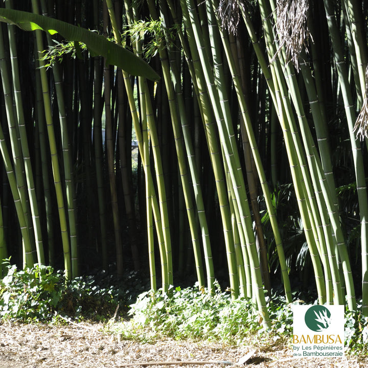 Phyllostachys viridis — hauteur adulte : plus de 5 m — photo 15