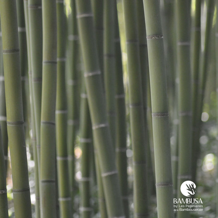 Phyllostachys viridis aux chaumes verts — photo 14
