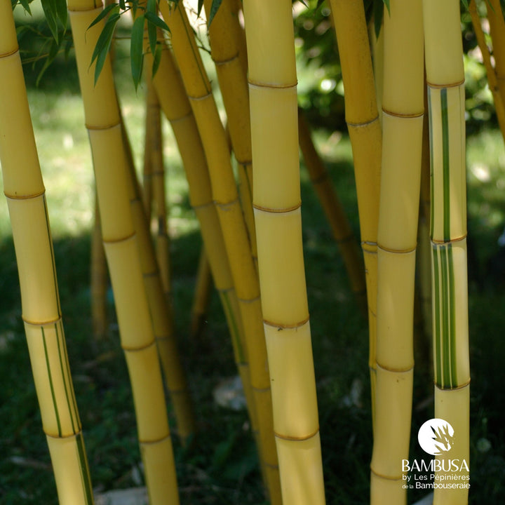 Phyllostachys vivax &