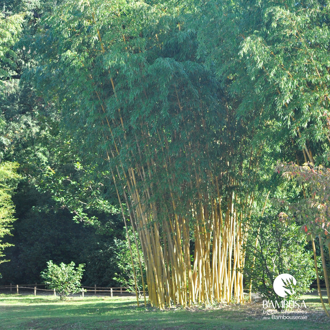 Phyllostachys vivax 'Aureocaulis'