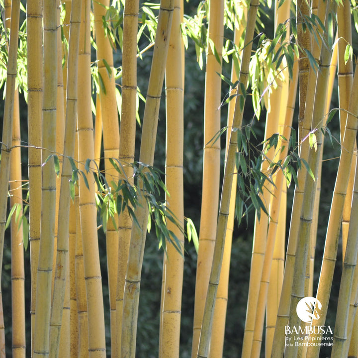 Phyllostachys vivax &