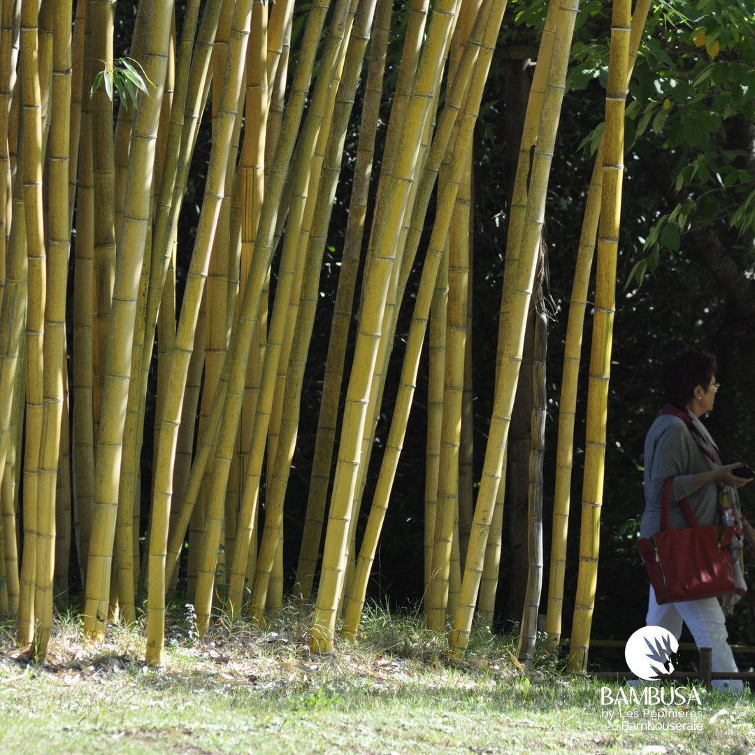 Phyllostachys vivax &