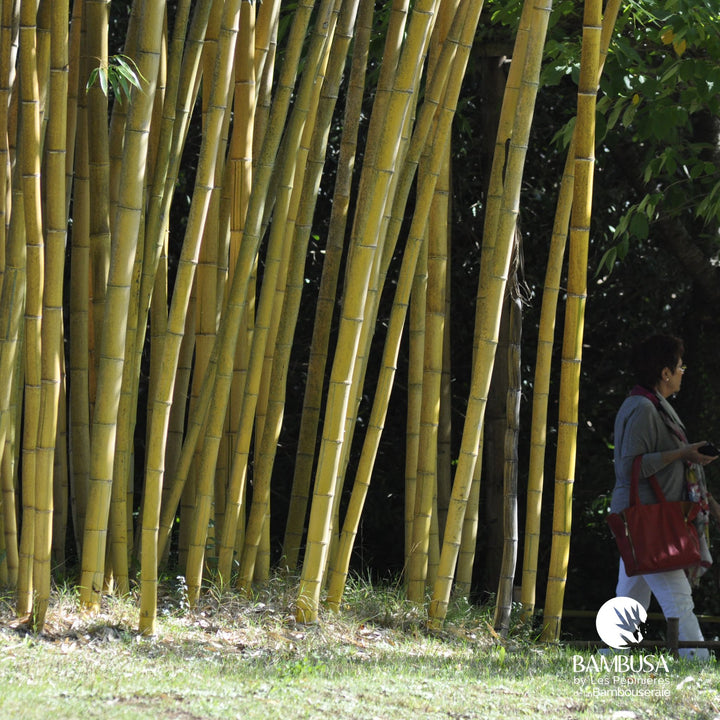 Phyllostachys vivax &