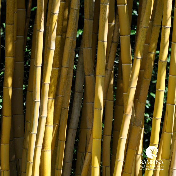 Phyllostachys vivax &