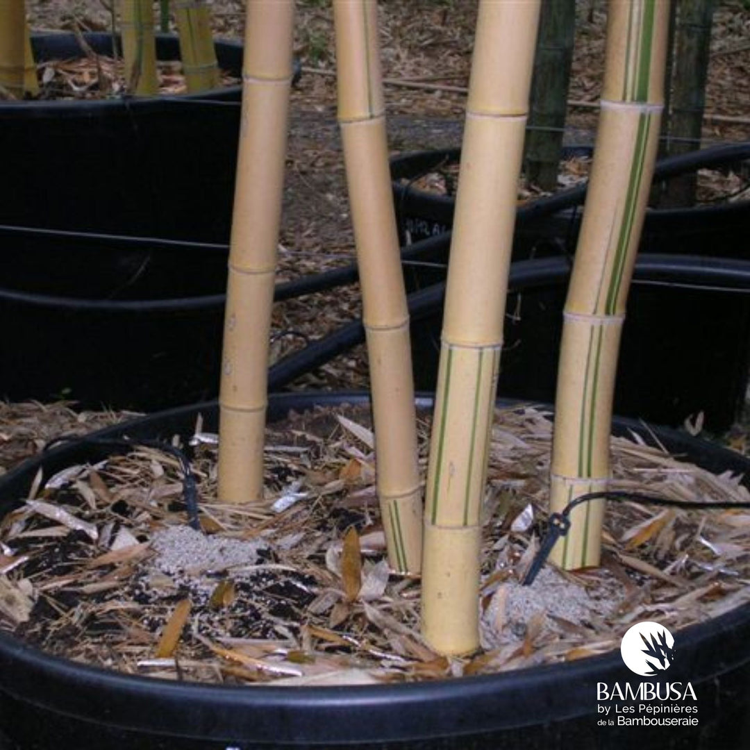 Phyllostachys vivax &