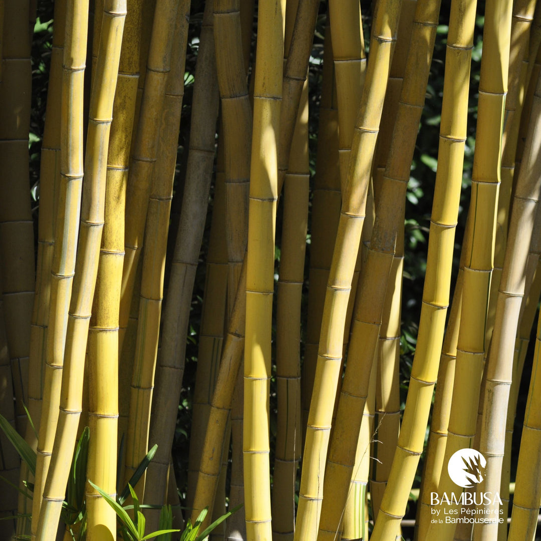 Phyllostachys vivax &