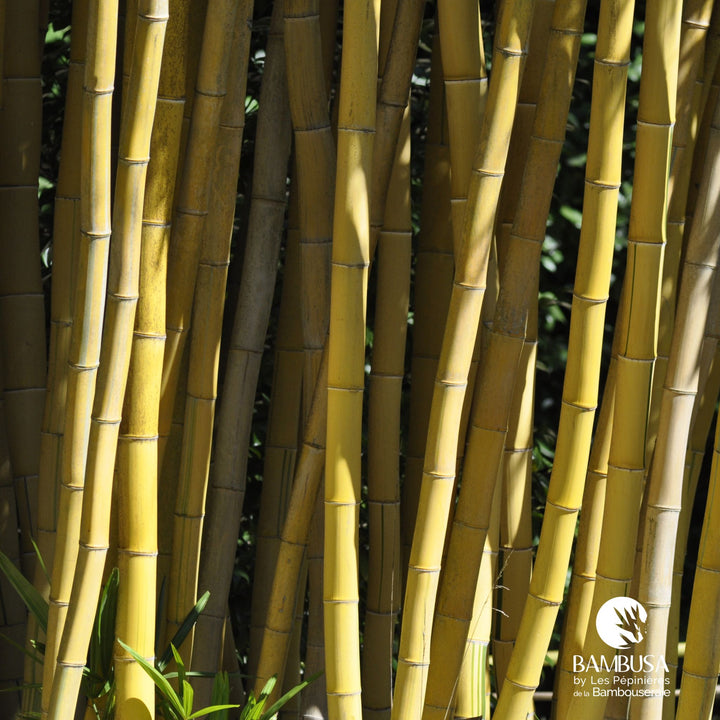Phyllostachys vivax &