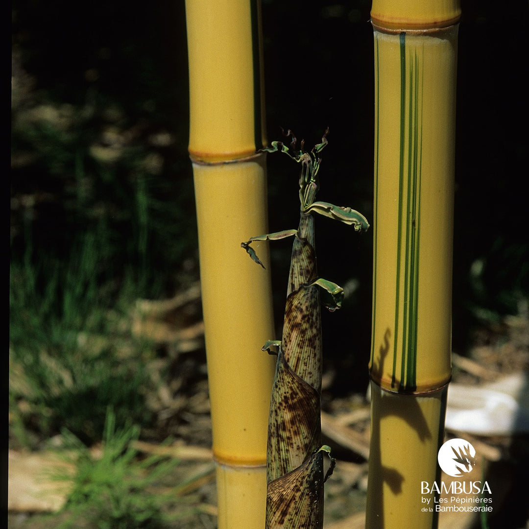 Phyllostachys vivax &