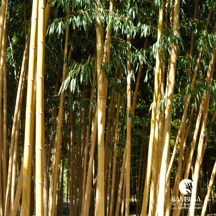 Phyllostachys vivax &