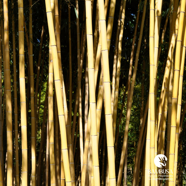 Phyllostachys vivax &