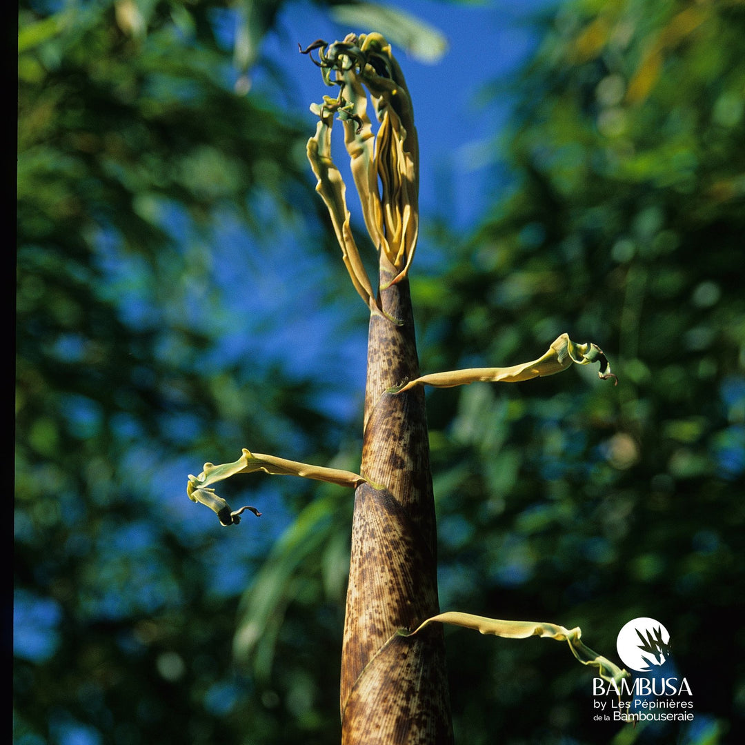 Phyllostachys vivax &