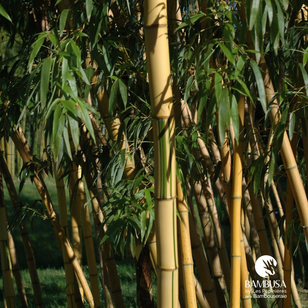 Phyllostachys vivax 'Aureocaulis' aux chaumes jaunes
