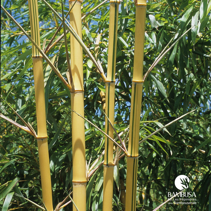 Phyllostachys vivax &