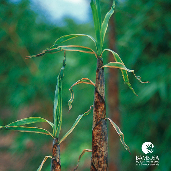 Phyllostachys vivax &