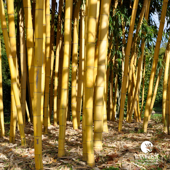 Phyllostachys vivax &