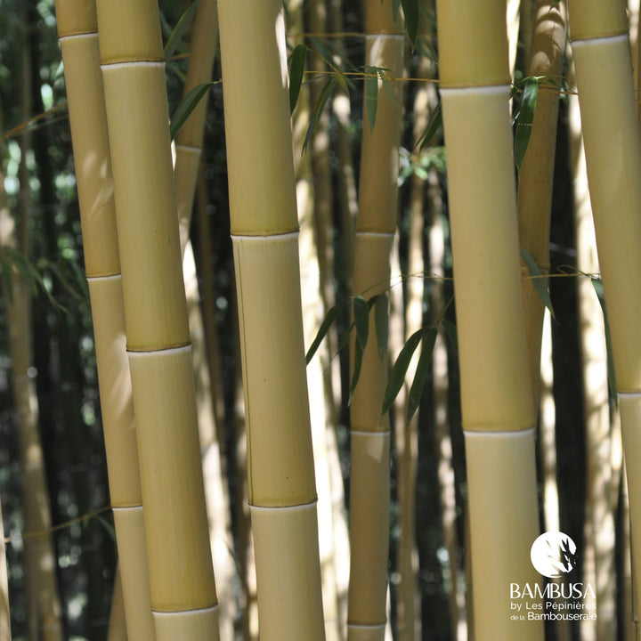 Phyllostachys vivax &