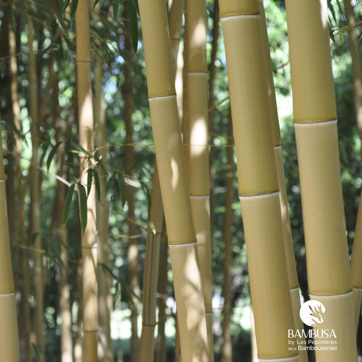 Phyllostachys vivax &