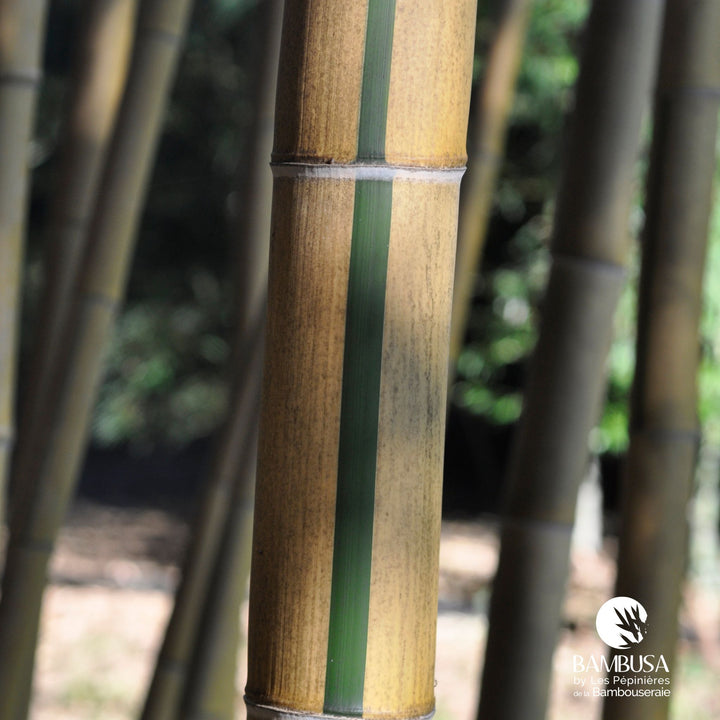 Phyllostachys vivax &