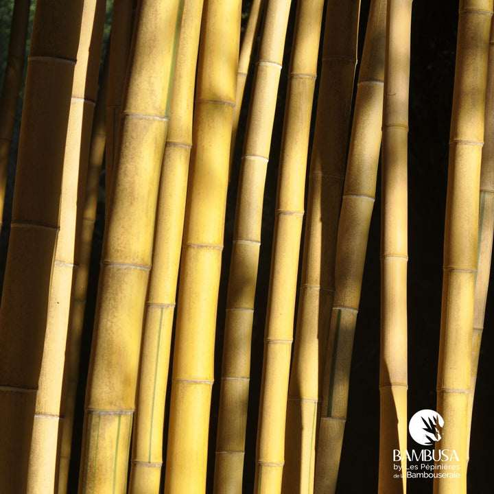 Phyllostachys vivax &