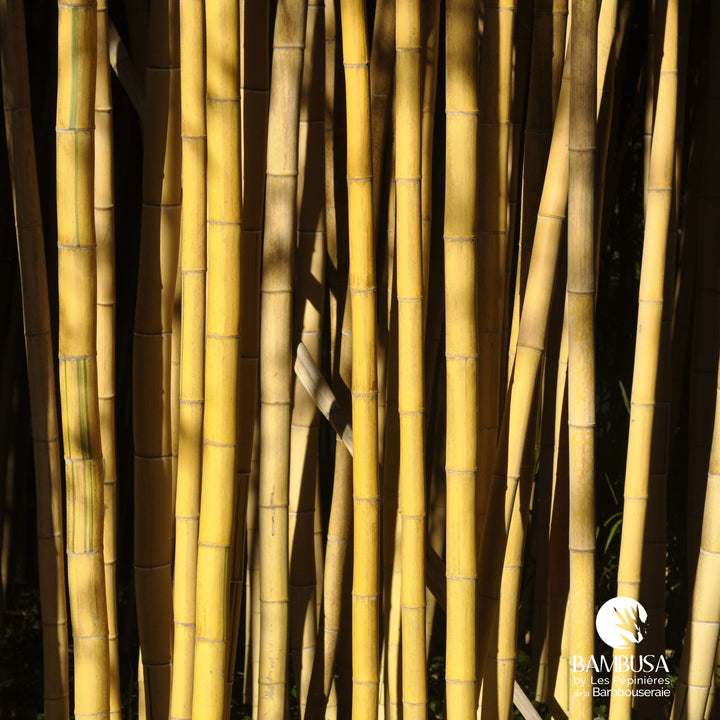Phyllostachys vivax &