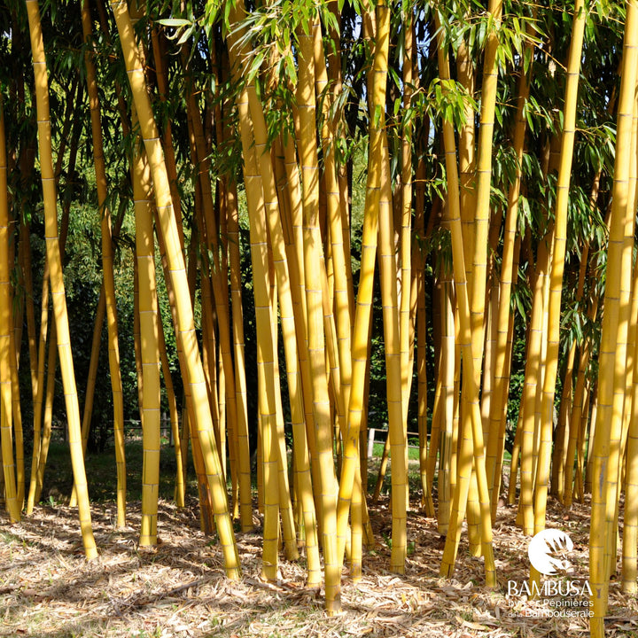 Phyllostachys vivax &