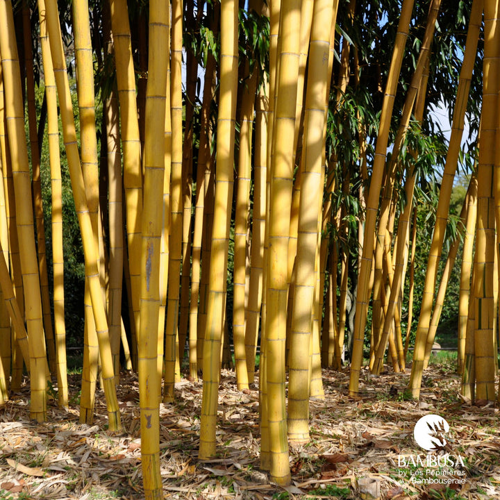 Phyllostachys vivax &