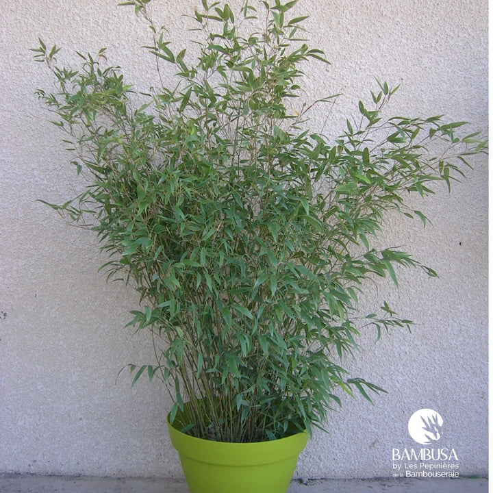 Phyllostachys &