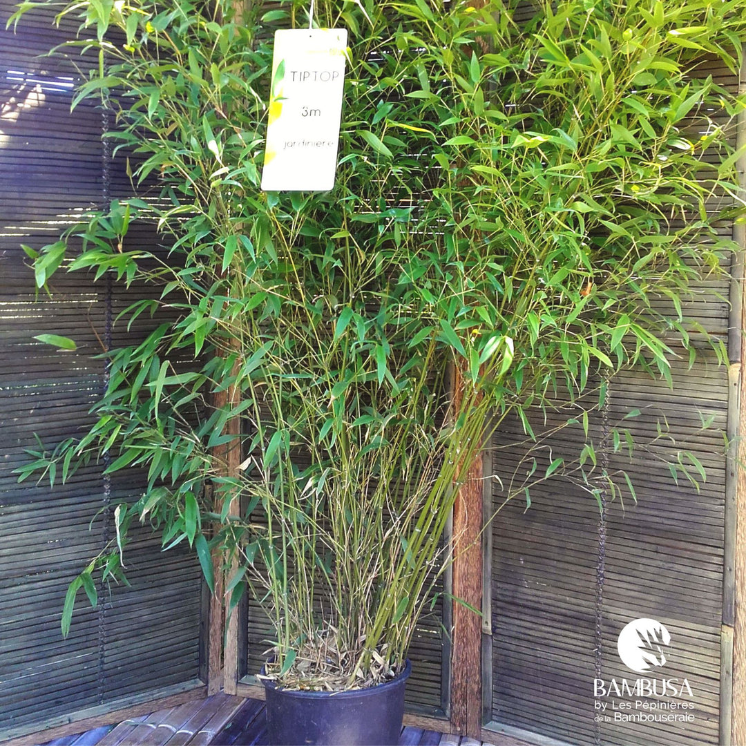 Phyllostachys &