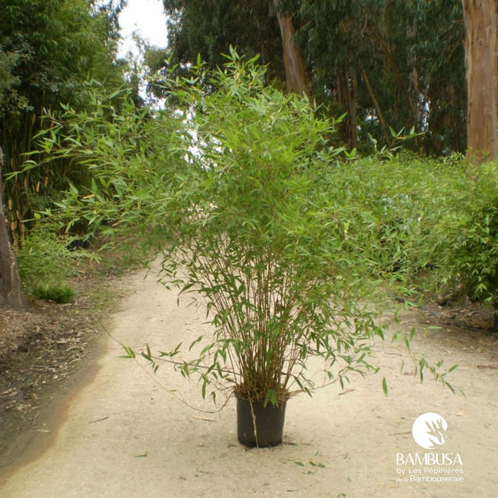 Phyllostachys &