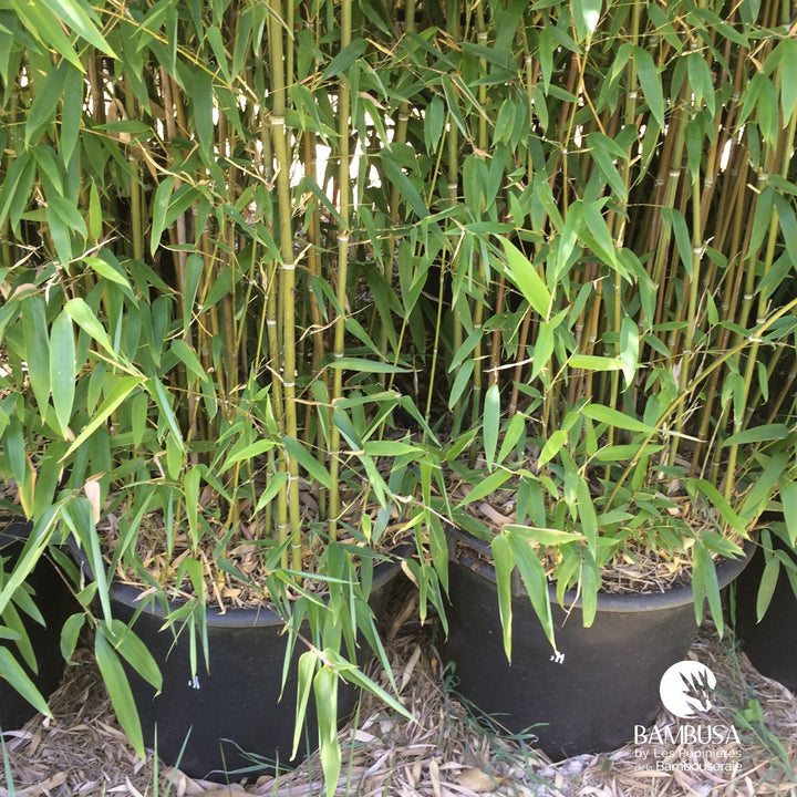 Phyllostachys &