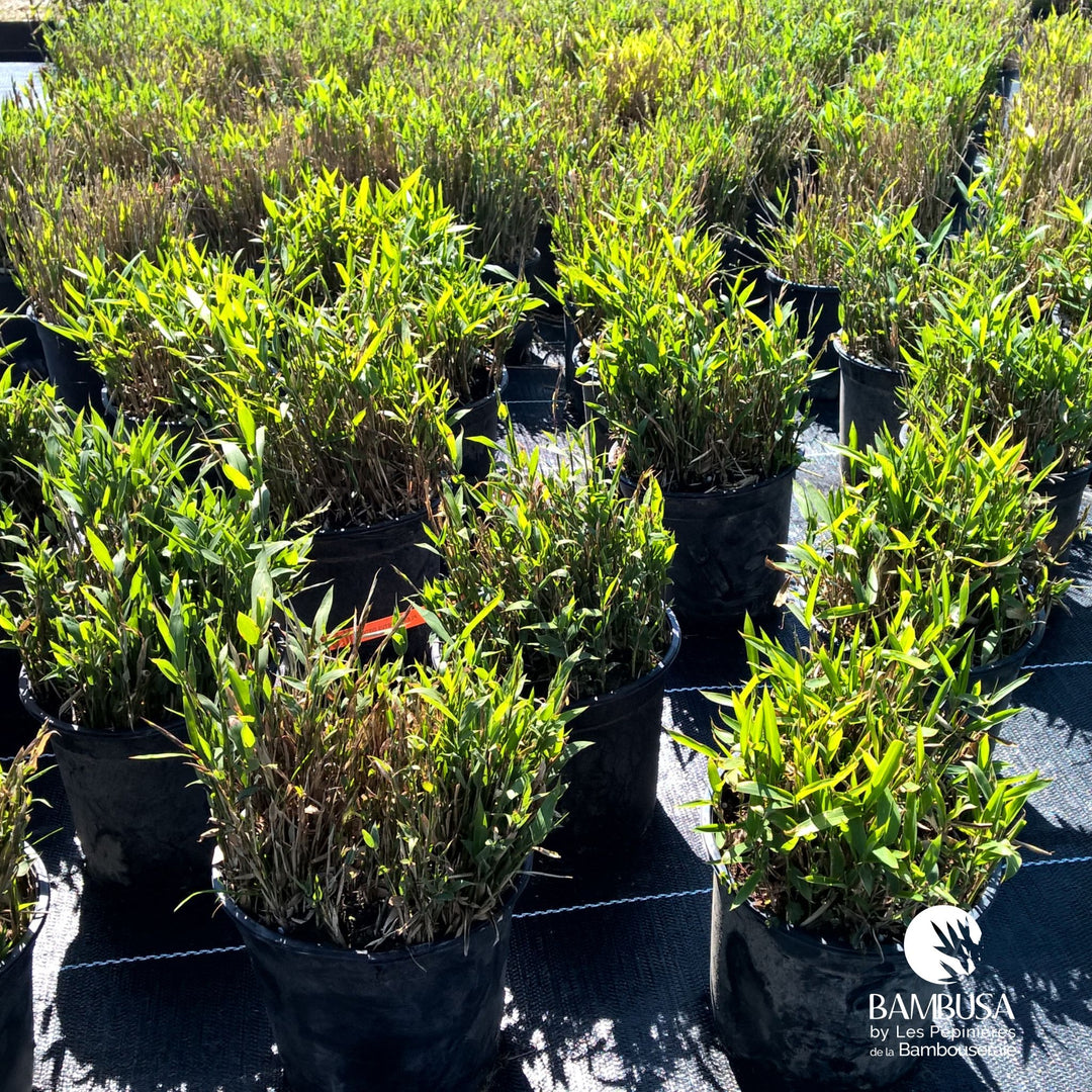 Pleioblastus distichus — bambou traçant, à planter avec barrière anti-rhizome