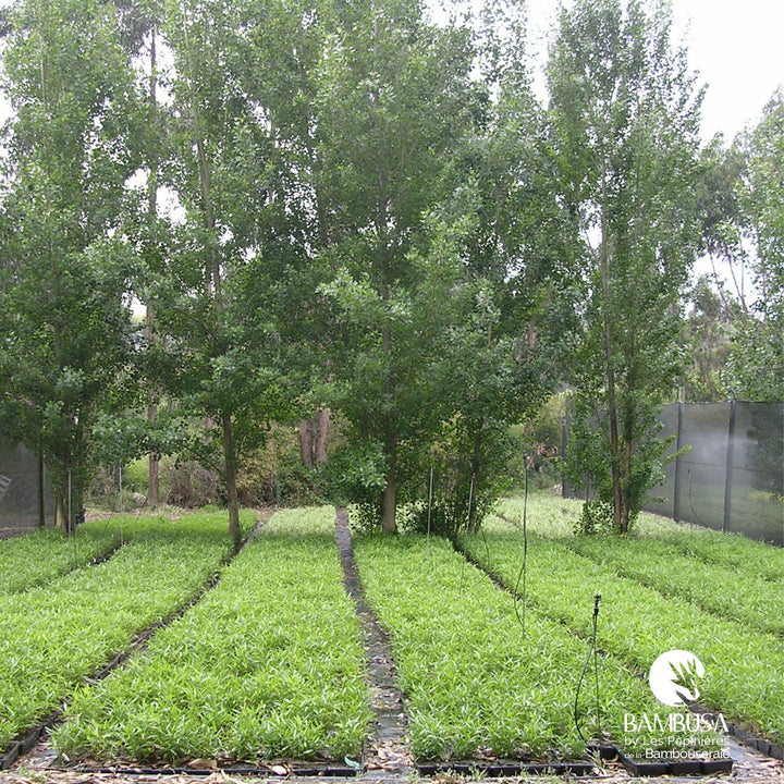 Bambou nain couvre-sol en massif de jardin