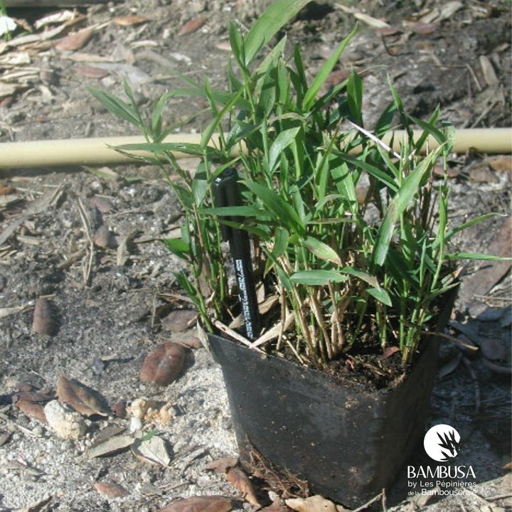 Pleioblastus pumilus — bambou traçant, à planter avec barrière anti-rhizome