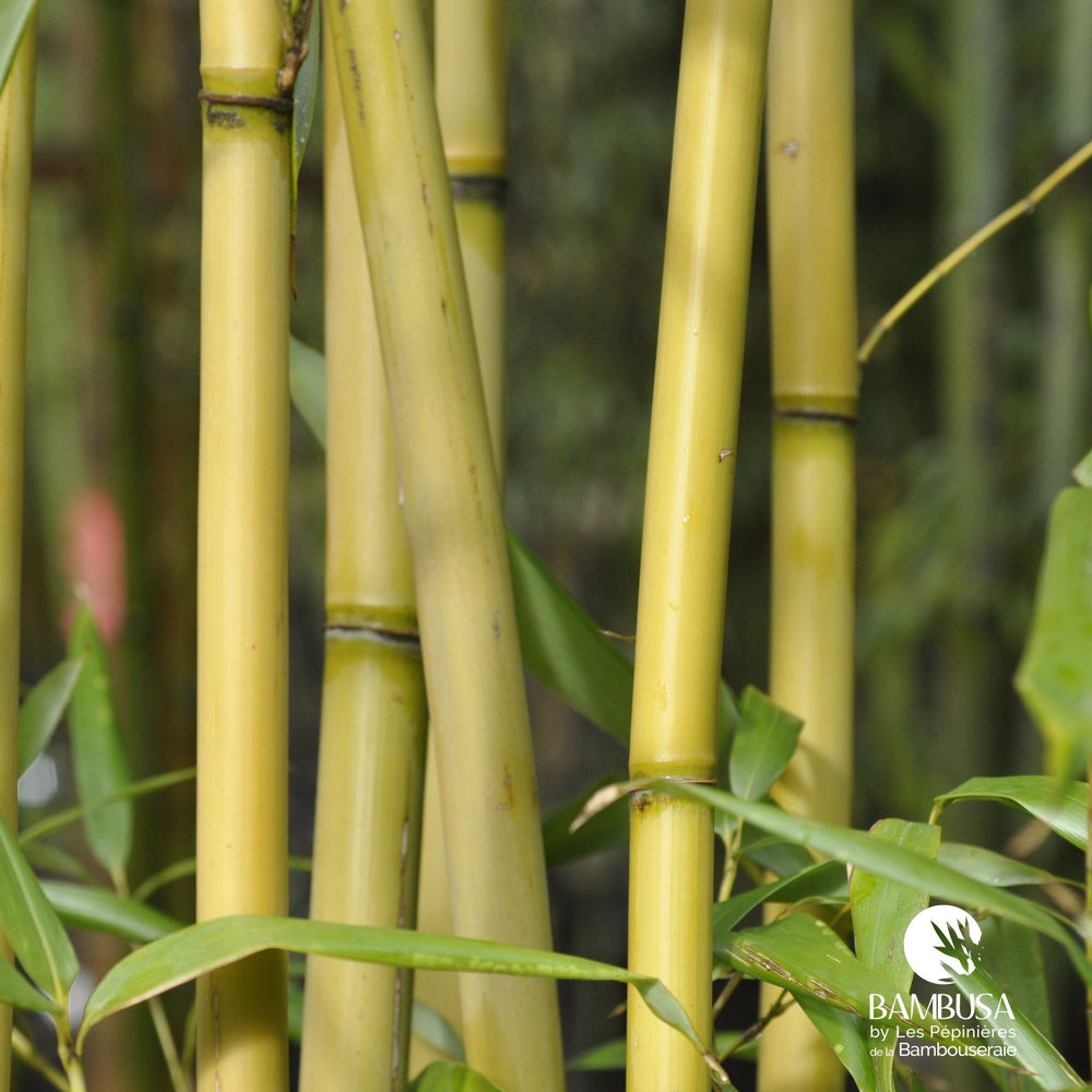 Bambou de Tonkin 'Tenuis' aux chaumes verts