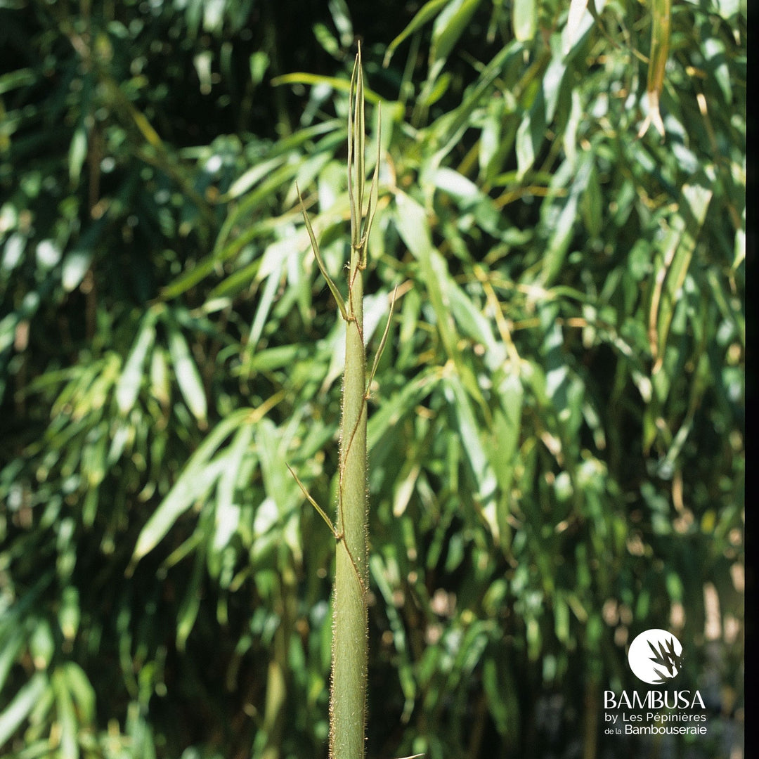 Pseudosasa amabilis &