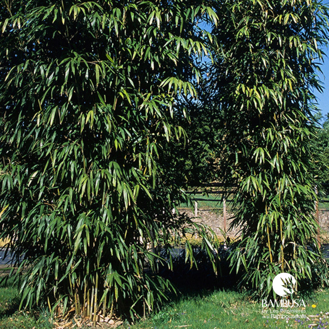 Pseudosasa amabilis 'Tenuis' | Bambou de Tonkin 'Tenuis'