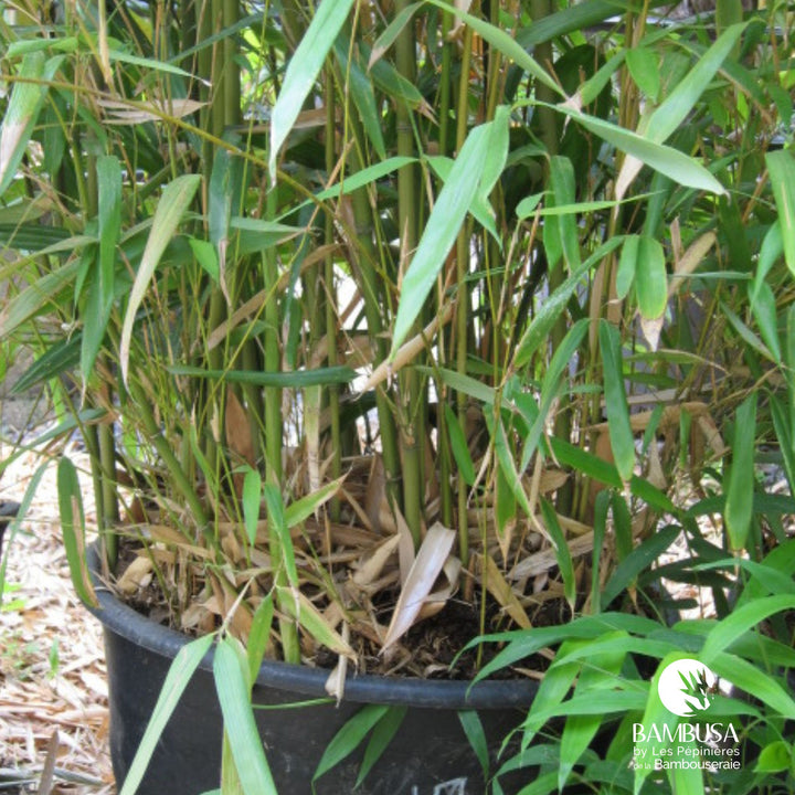Pseudosasa amabilis &