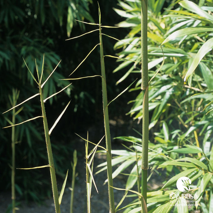 Pseudosasa amabilis &