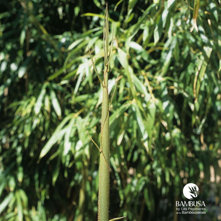 Pseudosasa amabilis &