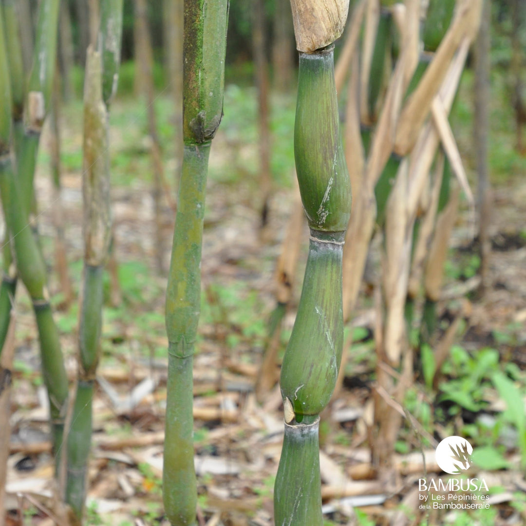 Pseudosasa japonica 'Tsutsumiana' | Bambou flèche 'Tsutsumiana'