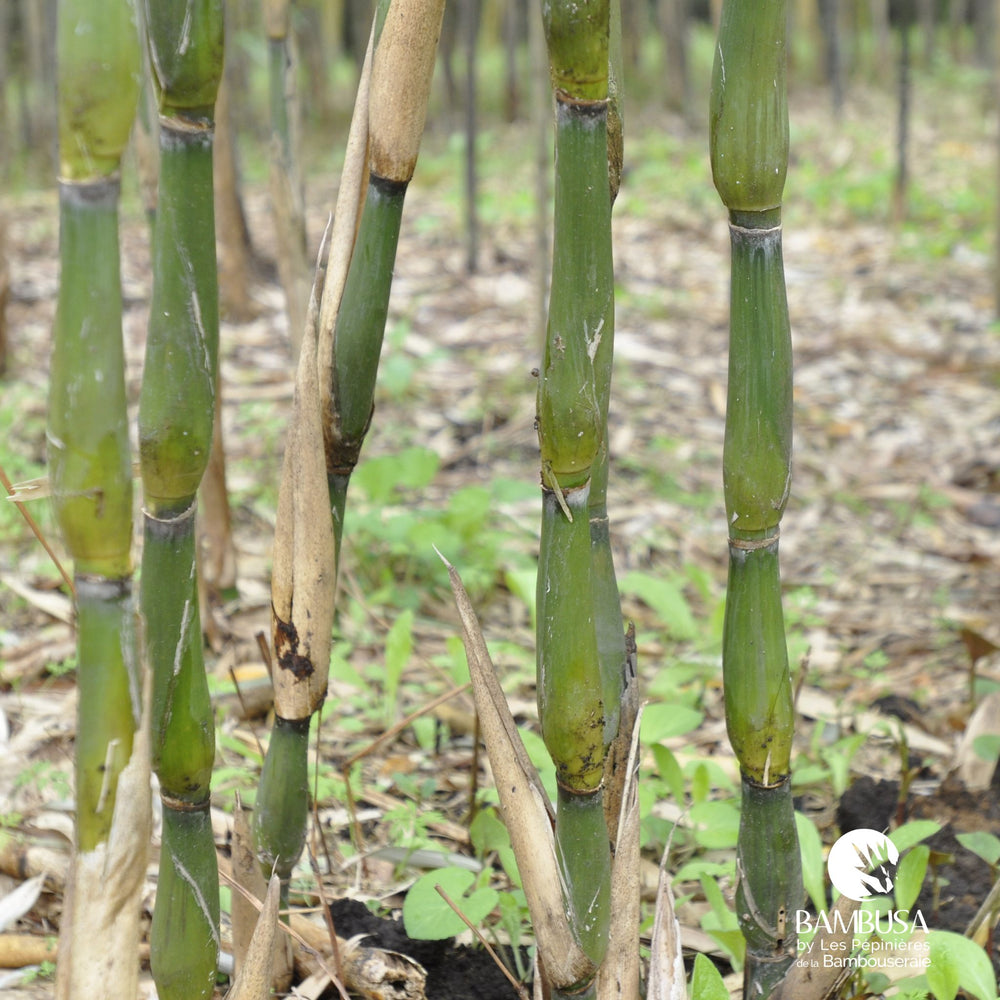 Bambou flèche 'Tsutsumiana' aux chaumes verts