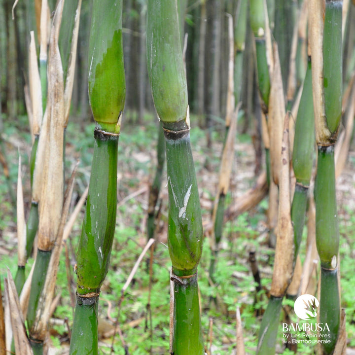 Pseudosasa japonica &