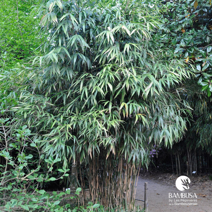 Pseudosasa japonica | Bambou flèche — photo 13