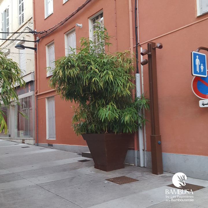 Bambou flèche aux chaumes verts — photo 14