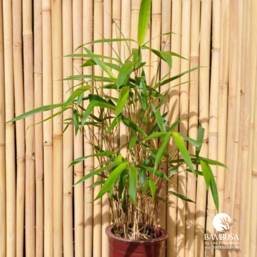 Pseudosasa japonica — hauteur adulte : 2,5 à 5 m — photo 15