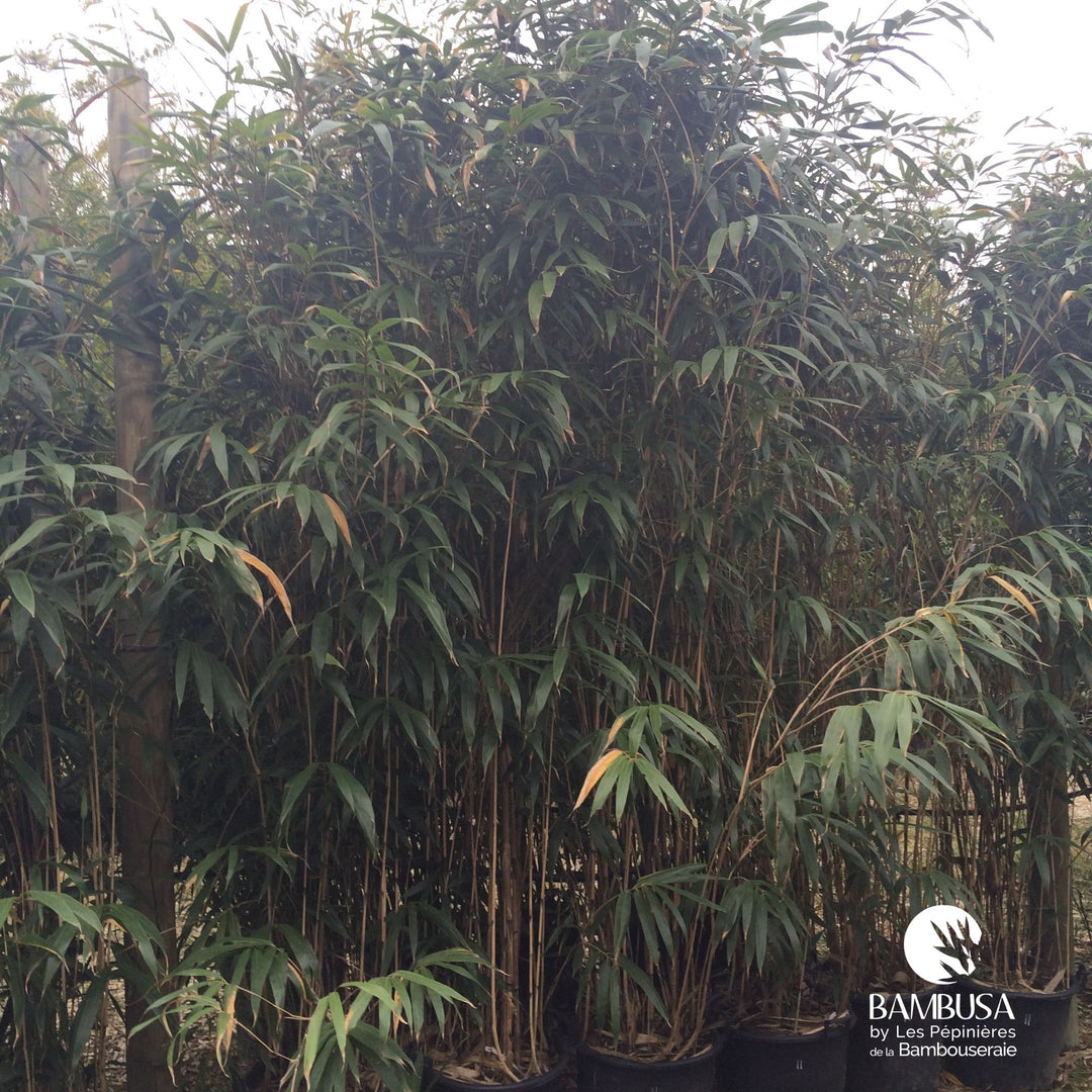 Pseudosasa japonica — rustique jusqu&