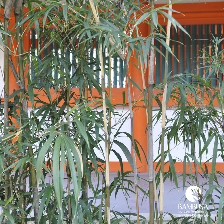 Pseudosasa japonica en pot sur terrasse ou balcon