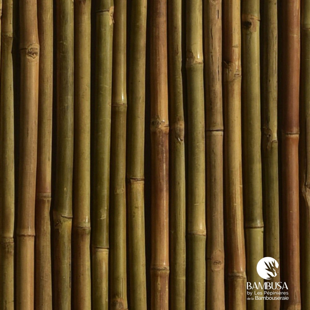 Panneau Déroulable Extérieur 'Specta' Iron Bamboo – 200 x 100 cm — panneaux & clôtures bambou