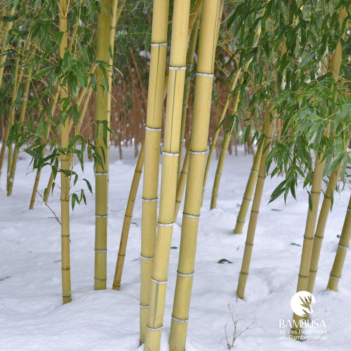Phyllostachys viridis &