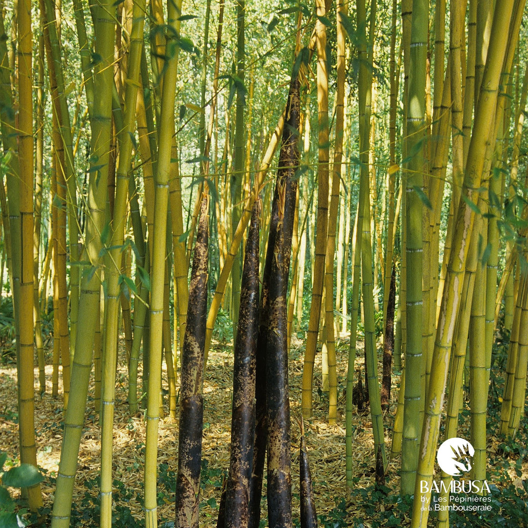 Phyllostachys viridis &